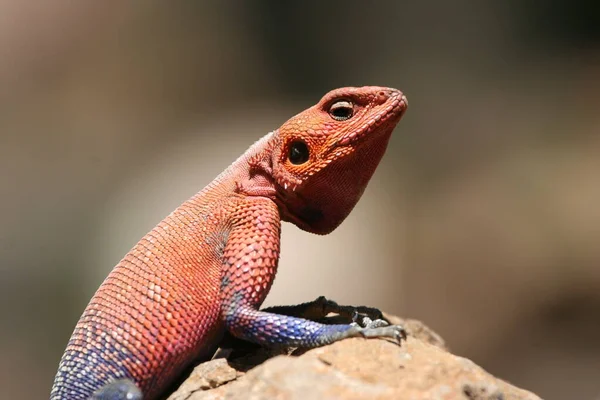 Lézard Sur Rocher — Photo