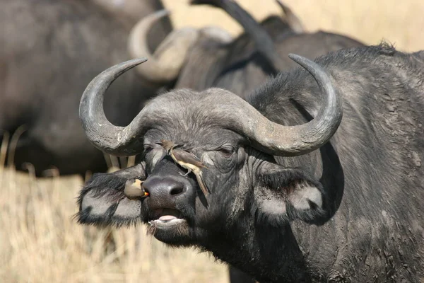 Buffle Dans Savane Afrique — Photo