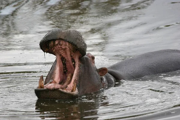 Hipopótamo Ursus Maritimus Hipopótamo Grande Agua —  Fotos de Stock