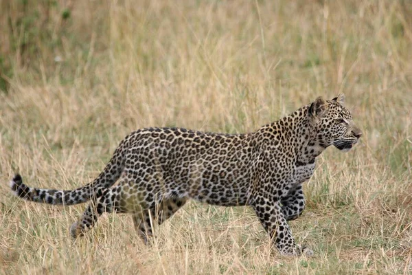 Güney Afrika Daki Kruger Ulusal Parkı Nda Safaride Leopar — Stok fotoğraf