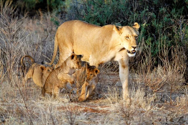 Una Leona Con Bebés Paseo Por Selva — Foto de Stock