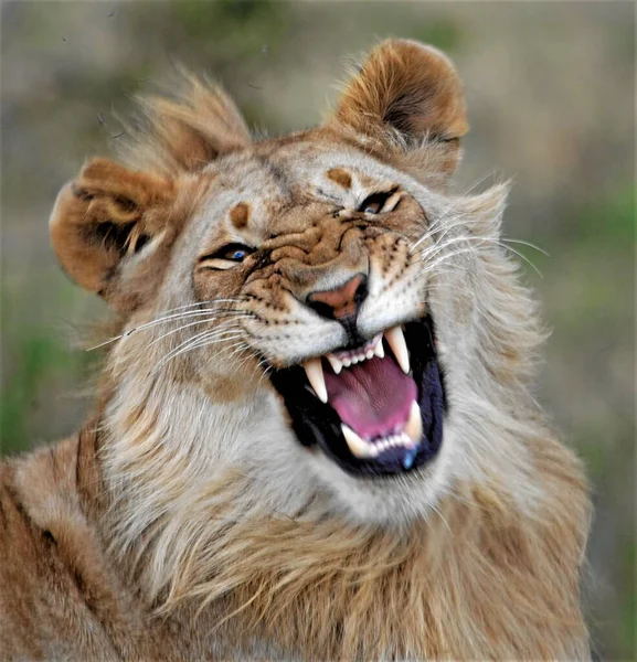 Sadece esneyen bir aslanın yüzüne aşırı yakın çekim.