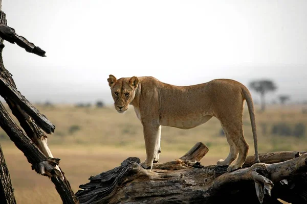Lioness Standing Broken Branch Bush — Stock Photo, Image