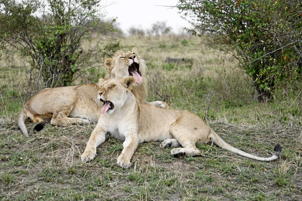 Leões Bocejando Junto Com Suas Línguas — Fotografia de Stock