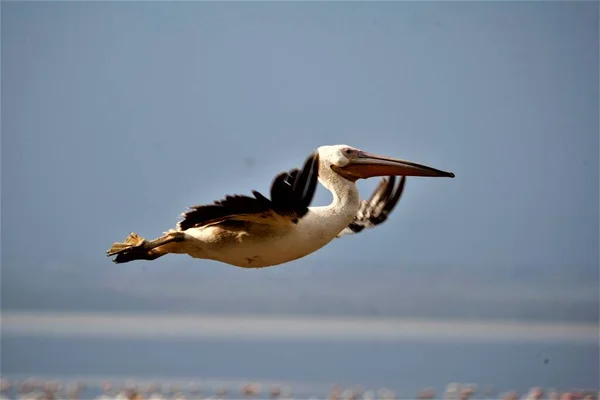 Pelikan uçuyor, yakın çekim.