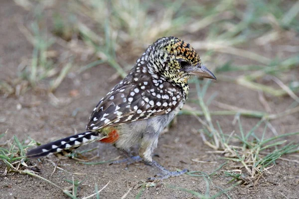 Kleiner Vogel Sitzt Auf Dem Boden — Stockfoto