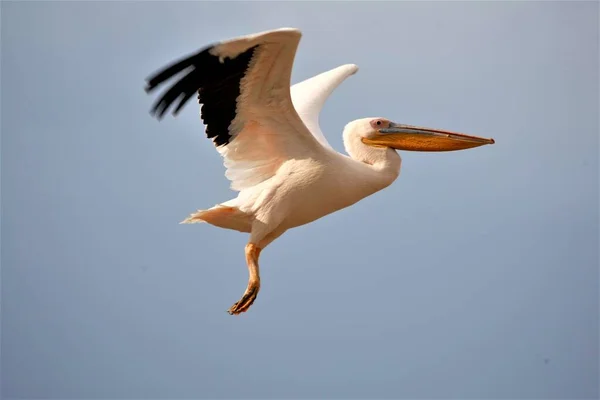 Pelican Flight Close Shot — Stock Photo, Image