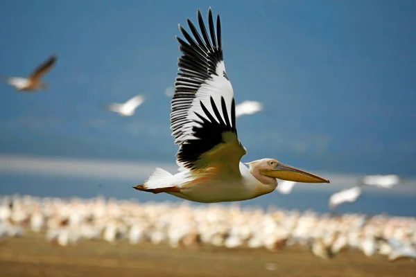 Pelikan Auf Der Flucht Nahaufnahme — Stockfoto