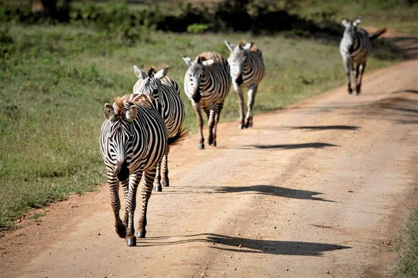 Las Cebras Forman Una Línea Caminan Medio Carretera —  Fotos de Stock