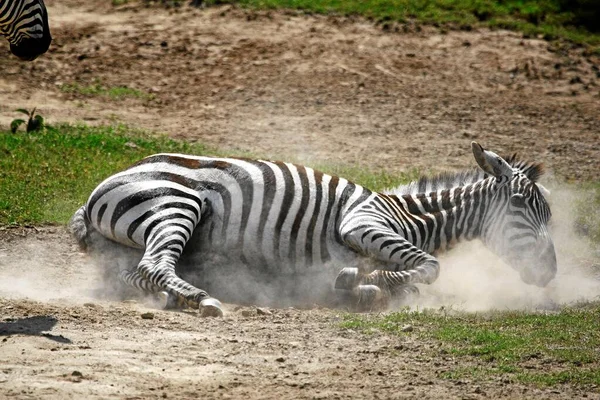 Zebra Toczy Się Ziemi Aby Otrzepać Owady Skóry — Zdjęcie stockowe