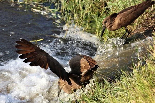 Två Hamerkop Fåglar Söker Fisk Royaltyfria Stockbilder