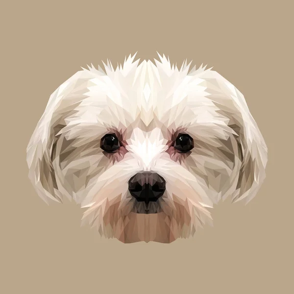 White maltese low poly design — Stock Vector