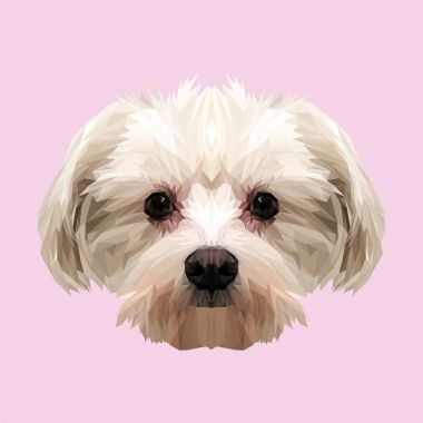 Malta köpek hayvan düşük Poli tasarım