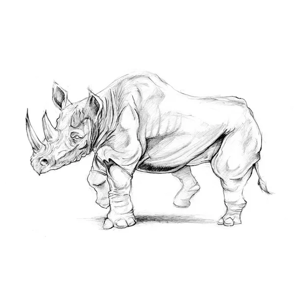 Rhino. Precise pencil drawing