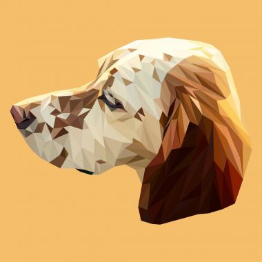İngiliz pointer köpek 