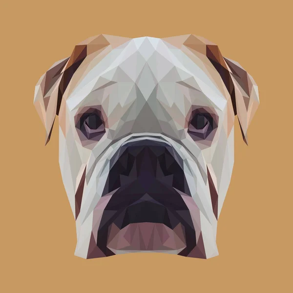 Inglês buldogue cão animal baixo poli design —  Vetores de Stock