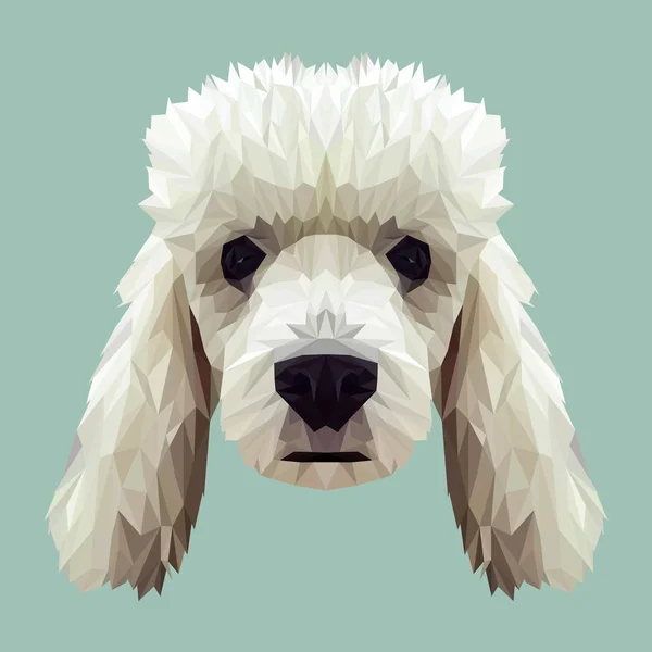 Poodle perro animal de bajo diseño poli — Vector de stock