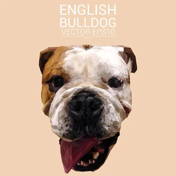 Inglês bulldog baixo poli design — Vetor de Stock