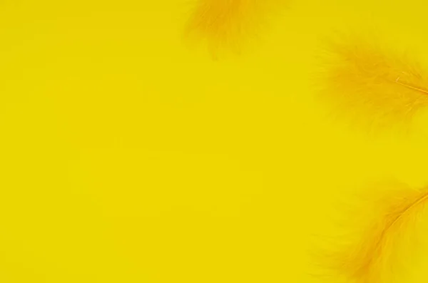 Вид зверху Макет жовтого пір'я на одному кольоровому фоні з пробілом копіювання для вашого тексту — стокове фото