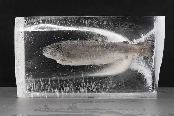 Frozen fish in a big transparent ice cube