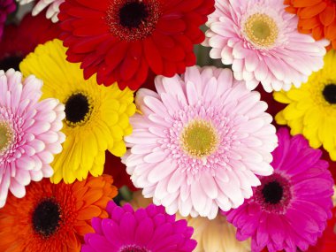 Üst manzara. Renkli kırmızı, pembe, sarı ve menekşe rengi. Kartpostal için tatil deseni