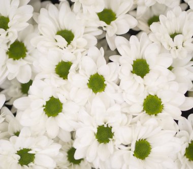 Beyaz paskalya çiçekleri üst görünüm arkaplanı