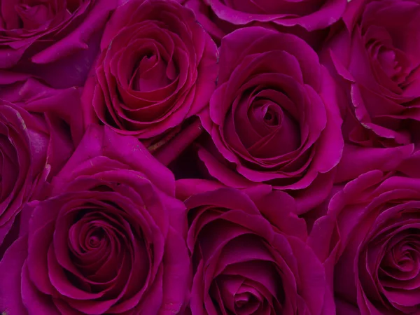 Rose blommor ovanifrån bakgrund. Close Up romantisk konsistens för alla hjärtans dag eller kvinnors dag — Stockfoto