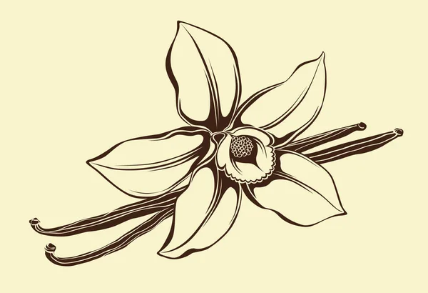 Blume aus Vanille — Stockvektor