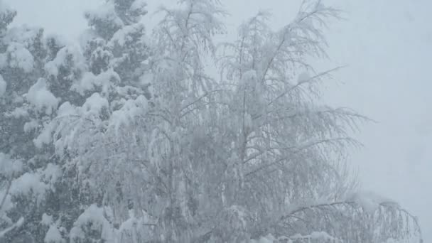 Caduta di neve al rallentatore — Video Stock