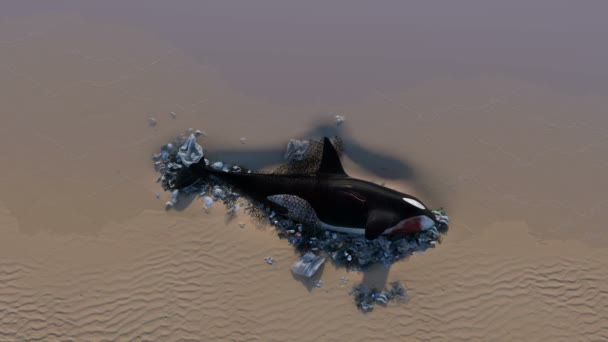 Killer Whale Dead by Ocean Pollution — Stock Video