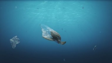 Plastik torbada ölü kaplumbağa.