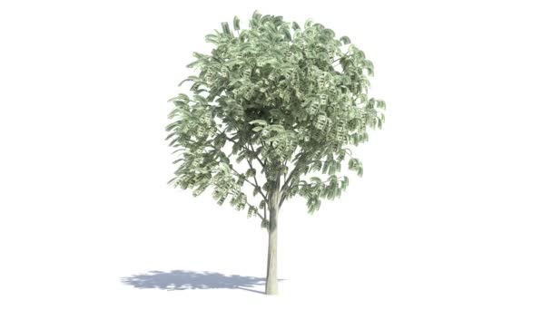 Árbol de dinero creciendo con color mate — Vídeos de Stock