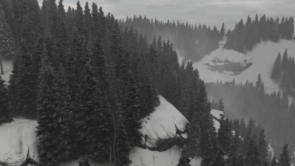 Verschneiter Wald Luftaufnahme — Stockvideo