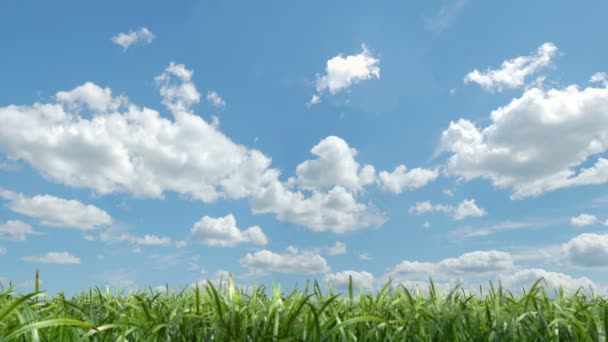 Soufflage de l'herbe - boucle sans couture avec mat 