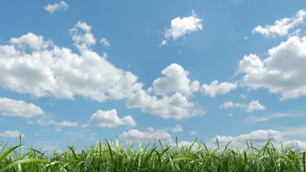 Herbe soufflant boucle sans couture avec mat 
