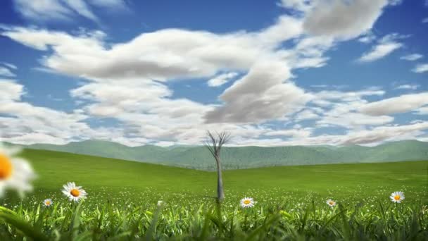 Tree Growing on a Green Field. Time Lapse Sky. Stock Footage