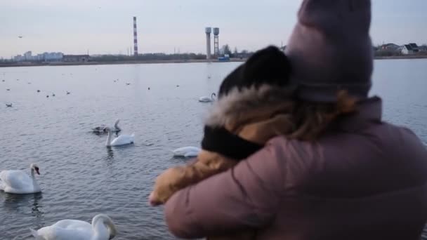 Мама Ребенок Смотрят Лебедей Других Птиц Озере Вместе Хорошо Провести — стоковое видео