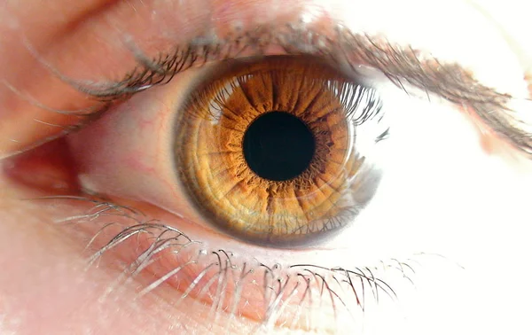 Людське коричневе око макрос — стокове фото