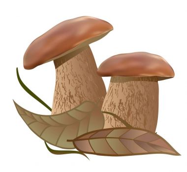 Beyaz mantar sonbahar orman Hediyelik