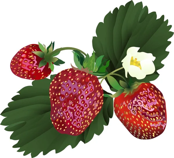 Fresas maduras con floración y hojas — Archivo Imágenes Vectoriales