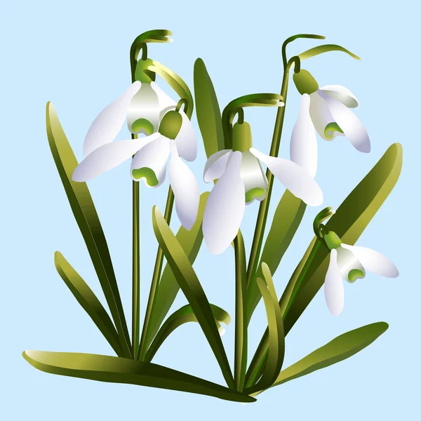 Flowers snowdrop galantus — Stock Vector