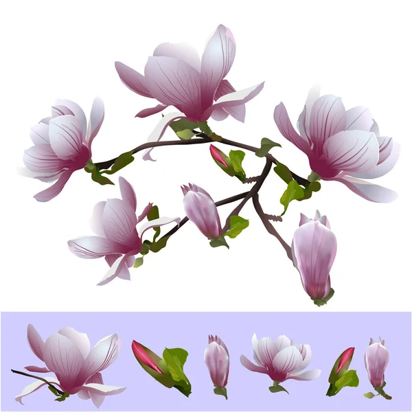 Bush d'un magnolia en fleurs — Image vectorielle