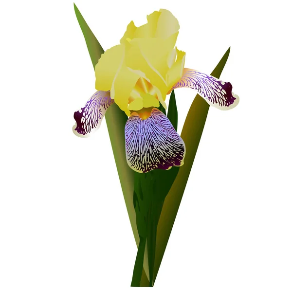 Flor amarilla del iris con hojas — Vector de stock