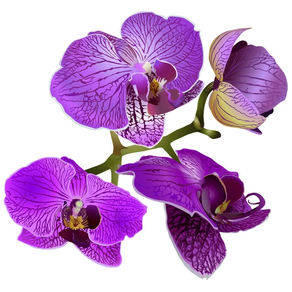 Orchid flowers lilac on a branch — Stock Vector