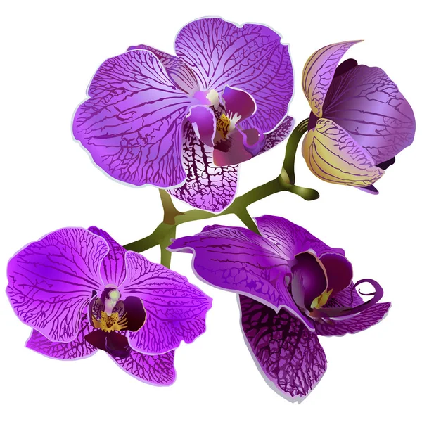 Fiori di orchidea lilla su un ramo — Vettoriale Stock