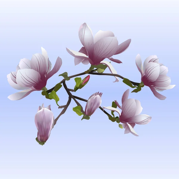 Bush de una gentil magnolia contra el cielo — Vector de stock