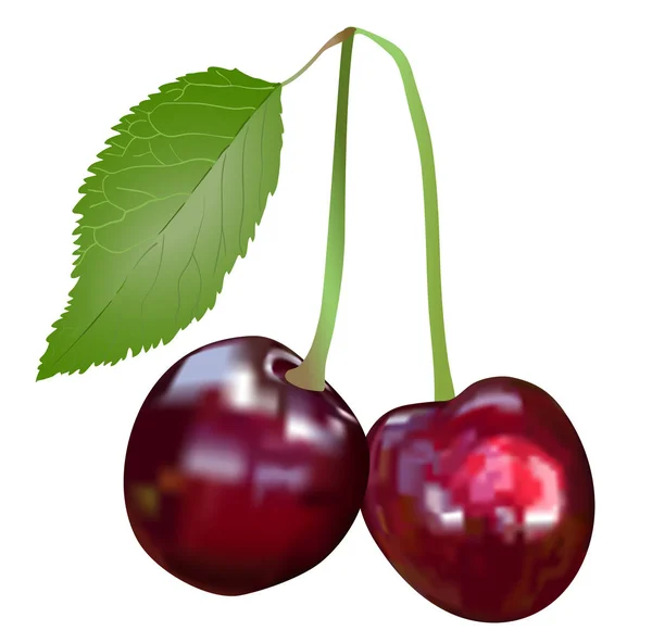 Cerises rouges dessin vectoriel d'image réaliste — Image vectorielle