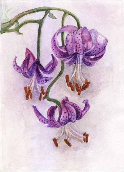 Illustration Aquarelle Buisson Lilium Martagon — Photo