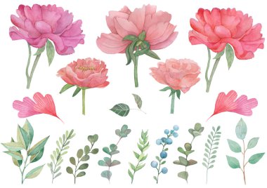 Suluboya çiçek seti. Şakayıklar ve çimenler.