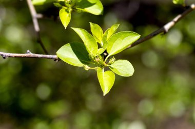 Bahar yaprakları, yeşiller yakın çekim, makro.